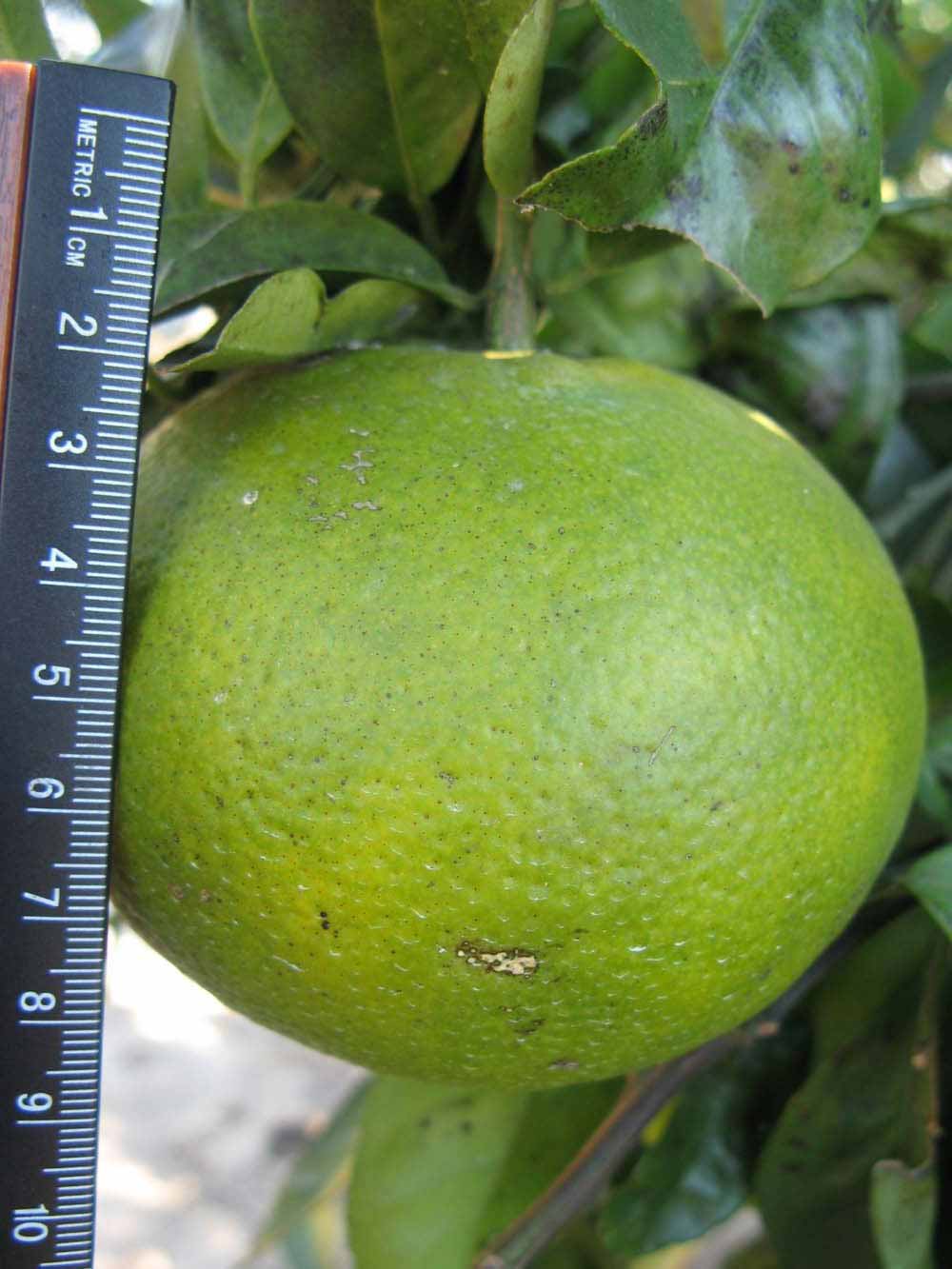              Immature fruit (Winter Haven, FL)   